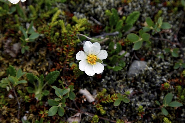 White dryad