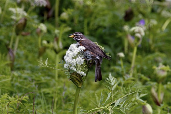 Redwing