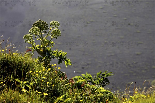 Norwegian angelica