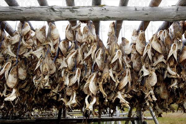 Wooden rack with fish heads