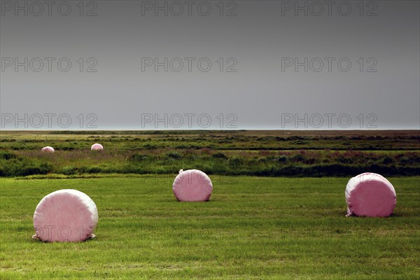 Field with pink hay bales