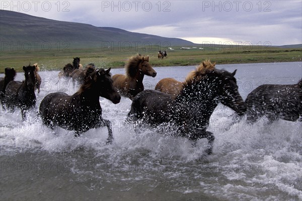 Icelandic horses