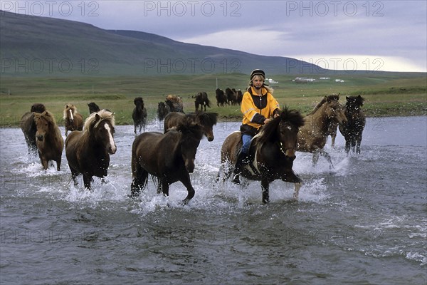 Icelandic horses