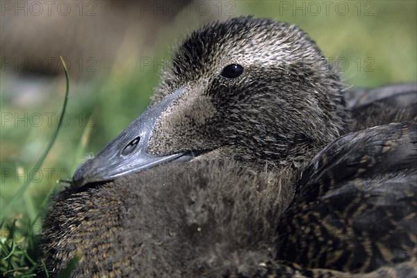 Common eider