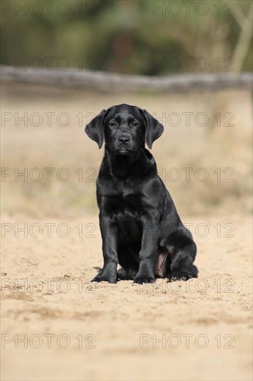 Labrador Retriever