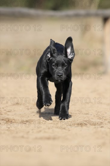 Labrador Retriever