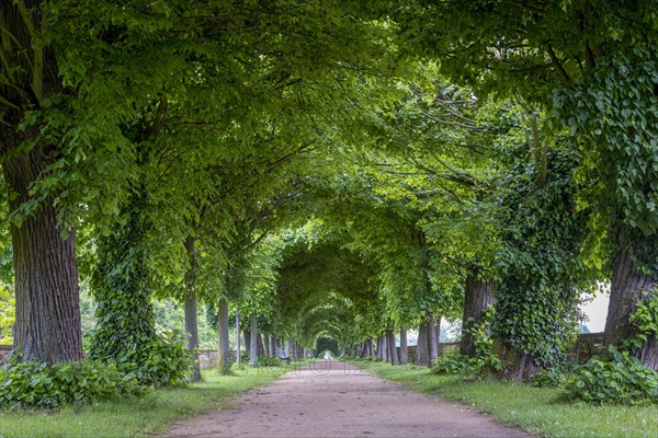 Linden avenue in the park of Hundisburg Castle