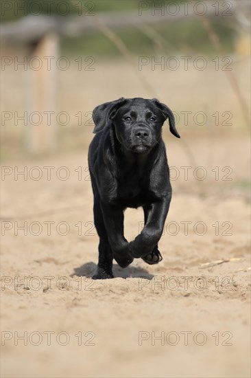 Labrador Retriever