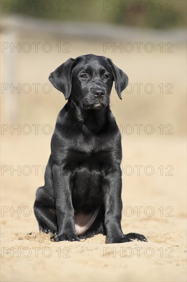 Labrador Retriever