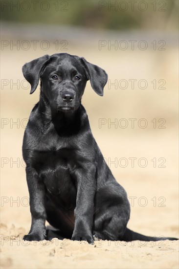 Labrador Retriever