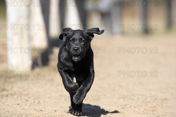 Labrador Retriever