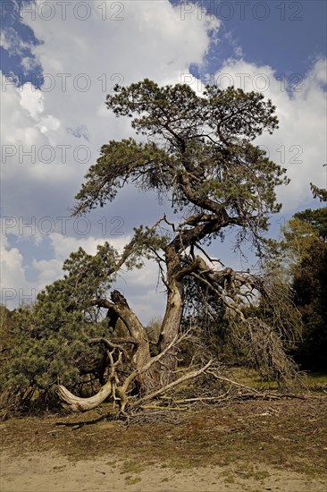 Pine tree in the nature reserve Westruper Heide