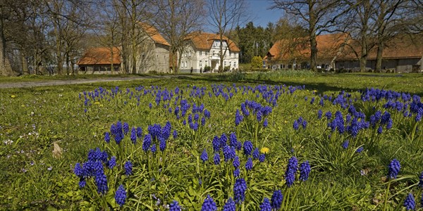 Grape hyacinths