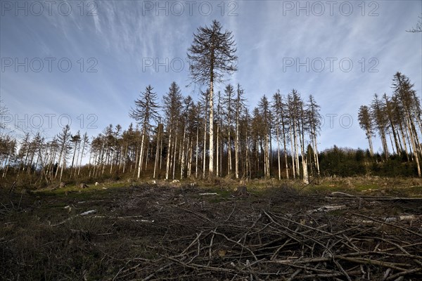 Forest dieback