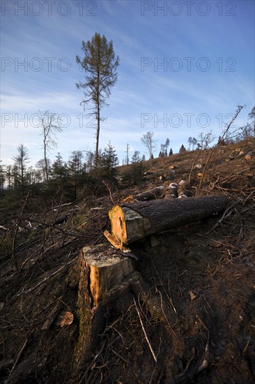 Forest dieback