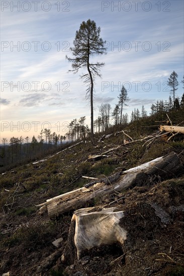 Forest dieback