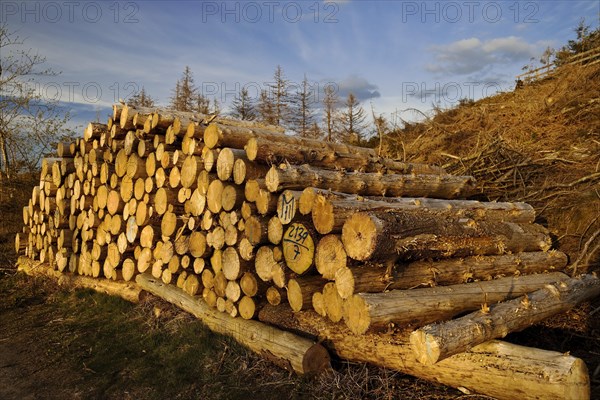 Fallen trees