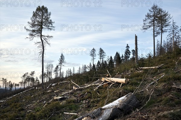 Forest dieback