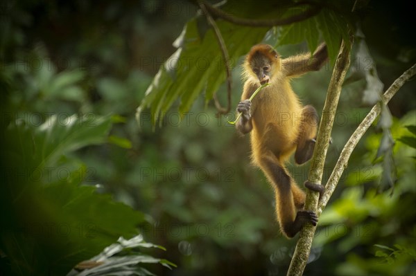 Young squirrel monkey