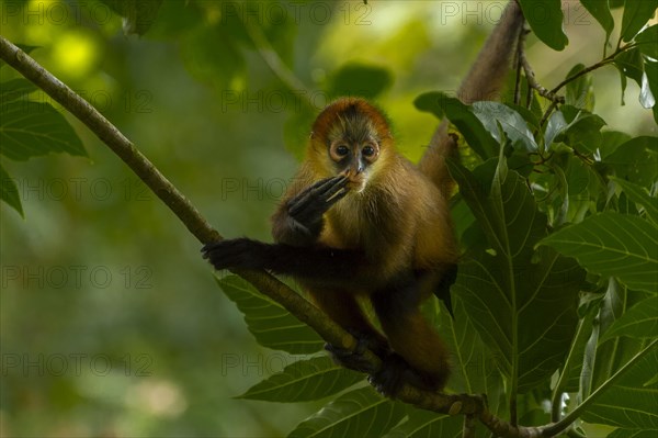 Unger squirrel monkey