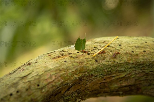 Leaf-cutter ants