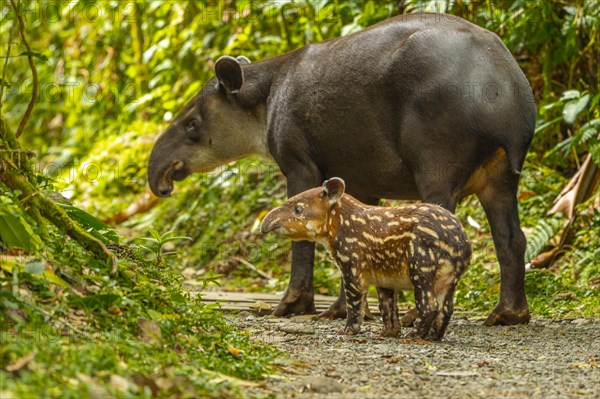 Tapir