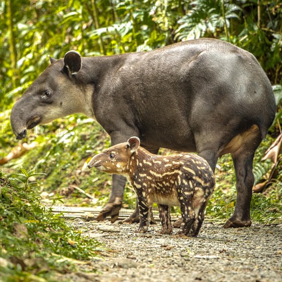 Tapir