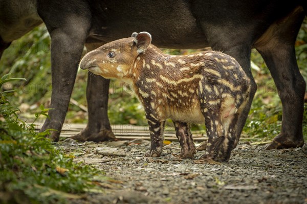 Tapir Baby