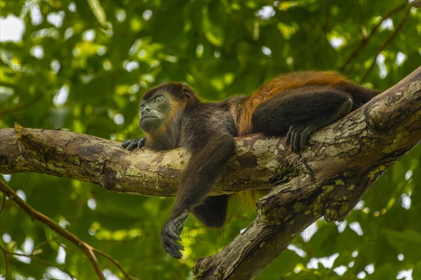 Howler Monkey