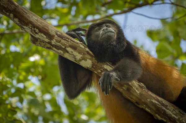 Howler Monkey