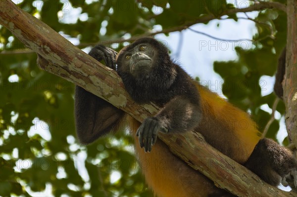 Howler Monkey