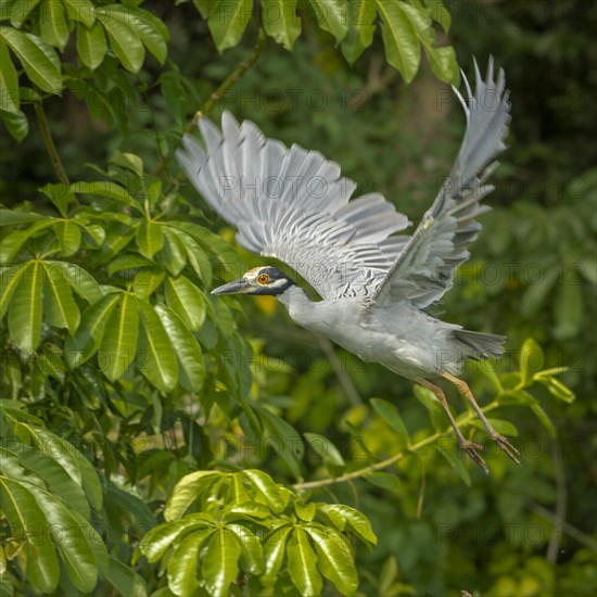 Yellow-crowned night heron