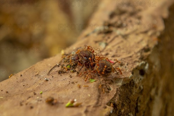 Leaf-cutter ants