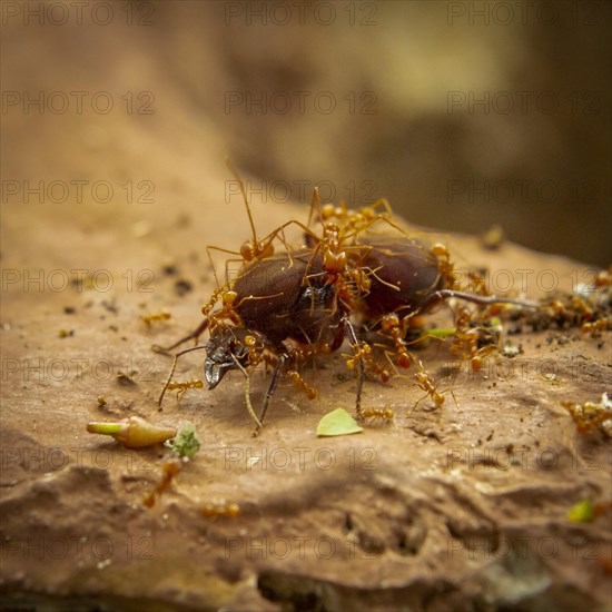 Leaf-cutter ants