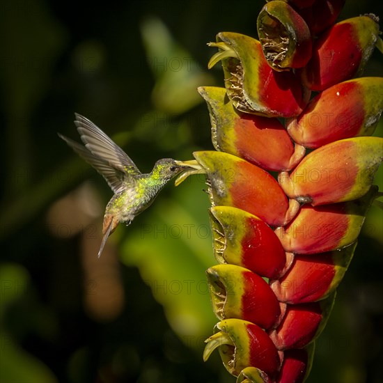 Brown-tailed amazillia