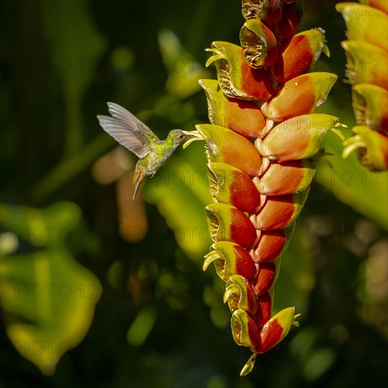 Brown-tailed amazillia