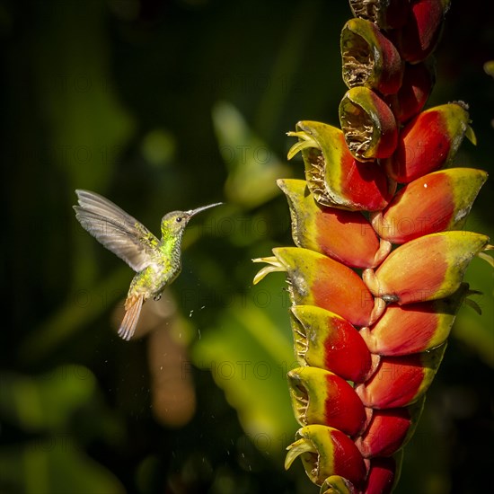 Brown-tailed Amazon