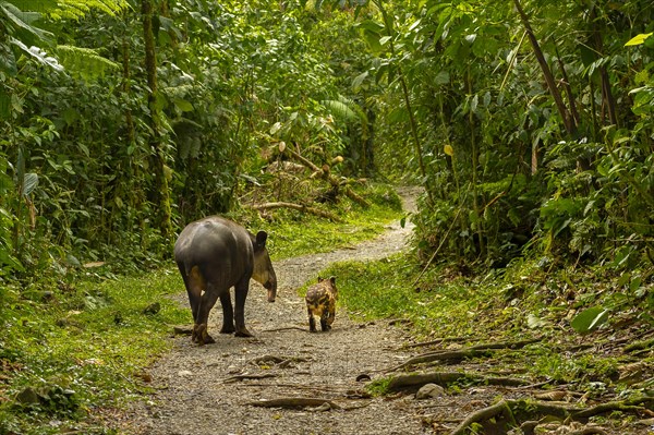 Tapir