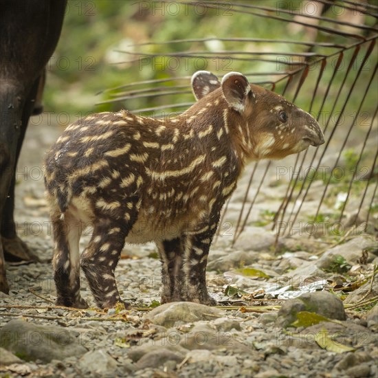 Tapir Baby