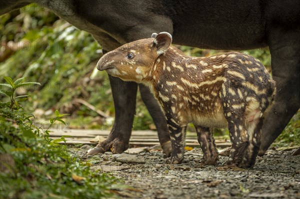 Tapir Baby