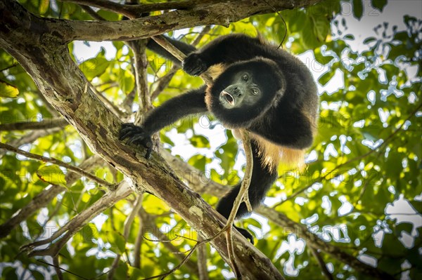 Howler Monkey