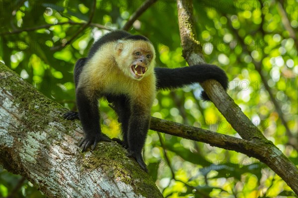 Capuchin monkey