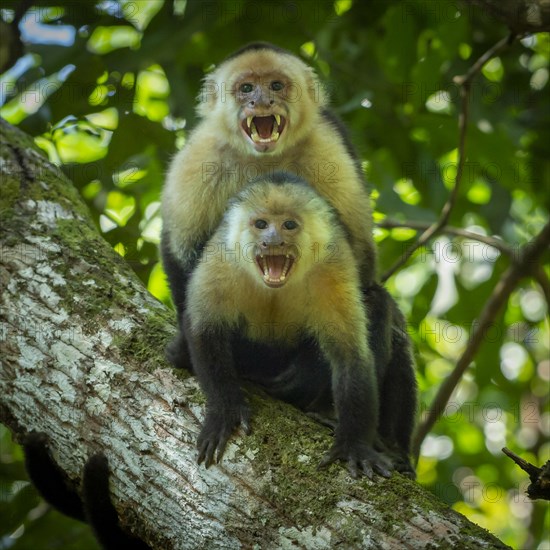 Capuchin monkey