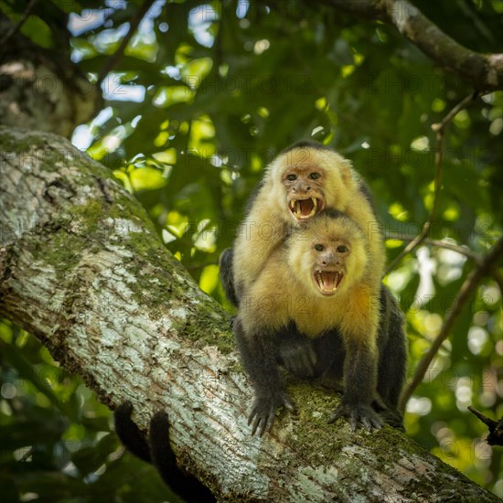 Capuchin monkey