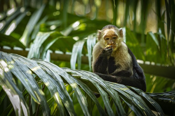 Capuchin monkey