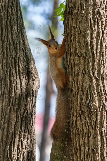 Squirrel