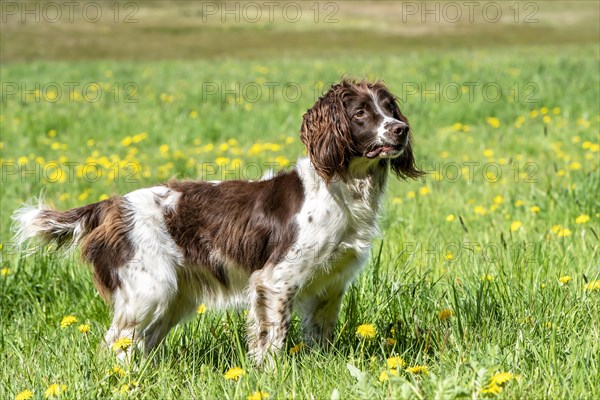 Hunting dog