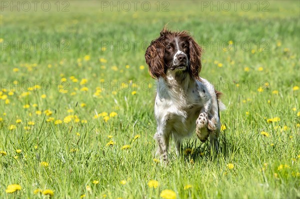 Hunting dog