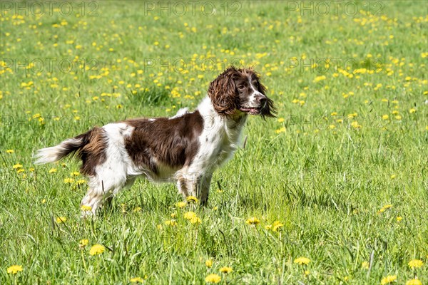 Hunting dog