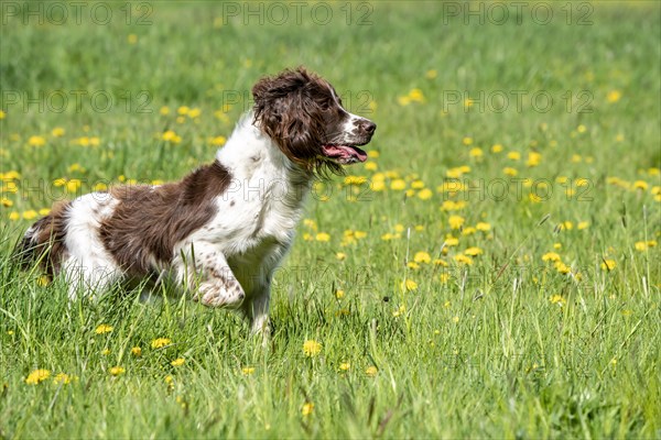 Hunting dog